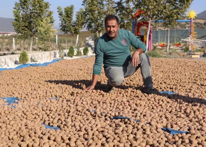 Denizli Ceviz Üretiminde Zirveye Yükseliyor